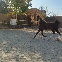 اسب سواری کامل|اسب و تجهیزات اسب‌سواری|اصفهان, بوستان ناژوان|دیوار