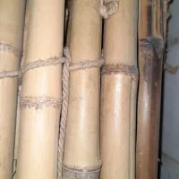 شاخه بامبو ضخیم و جنس محکم