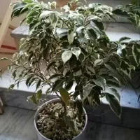 گیاه بنجامین ابلق