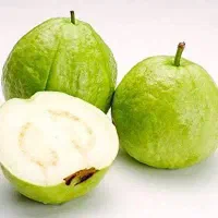 فروش انواع نهال گرمسیری