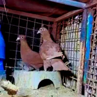 جفت نروماده سرخ کرمانی