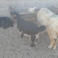 ۱۱تا بز بختیاری آبستن با ۱۱تا بزغاله بزرگ