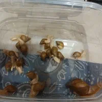 ۲۰عدد حلزون|خزنده|چهاردانگه (تهران), |دیوار