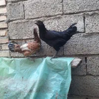 جوجه مرغ محلی|حیوانات مزرعه|تاتار علیا, |دیوار