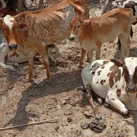 سه عدد گاو نژاد پاکستانی سالم   گاو پنج ماه آبستن