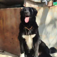 واگذاری سگ قیدریجانی