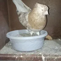 کفتر.سرور.نر.کبوتر