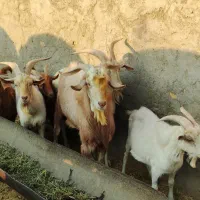 شیربز و لبنیات بز