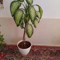 گل دیفن