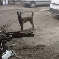 مالینیوز ماده دو ساله|سگ|سیرجان, |دیوار