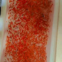 ماهی قرمز عمده بردسیر