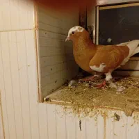 کبوتر|پرنده|میاندوآب, |دیوار