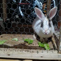 خرگوش مینیاتوری