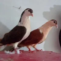 کبوتر ساده نروماده جفتی
