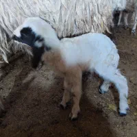 بره و بزغاله|حیوانات مزرعه|کنگاور, |دیوار