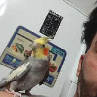 عروس هلندی نر|پرنده|مشهد, شهرک شهید باهنر|دیوار