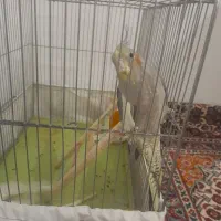 عروس هلندی|پرنده|مشهد, کوی سیدی|دیوار