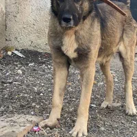 سگ سرابی|سگ|قلعه نو, |دیوار