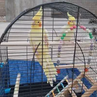 عروس هلندی لوتینو