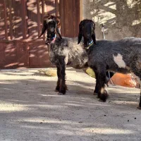 بره ماده روزگاریی