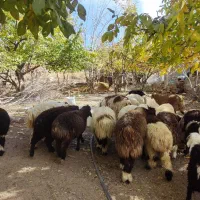 بره برای صادرات وپروار|حیوانات مزرعه|درب بهشت, |دیوار