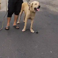 واگذاری عراقی