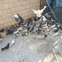 کبوتر اصفهانی|پرنده|خمینیشهر, |دیوار