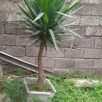 یوکا بنسای و فینیکس
