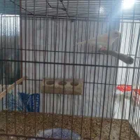 قناری جوان لیمویی|پرنده|میبد, |دیوار