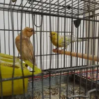 دو عدد قناری