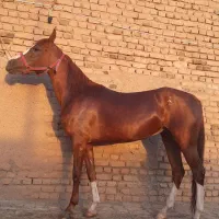 اسب کرد|اسب و تجهیزات اسب‌سواری|سبزوار, قصبه شرقی|دیوار