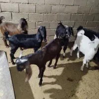 بز نر برای فروش|حیوانات مزرعه|بندر ماهشهر, |دیوار