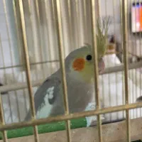 ۳ تا جوجه عروس هلندی|پرنده|تربت‌حیدریه, پائین ولایت|دیوار