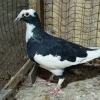 پلنگ|پرنده|نیشابور, کوی یغما|دیوار