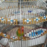 طوطی برزیلی|پرنده|اسلامشهر, شهرک انبیا|دیوار