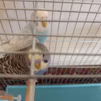 مرغ عشق .|پرنده|تبریز, |دیوار