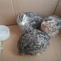 بلدرچین|حیوانات مزرعه|رشت, حمیدیان|دیوار