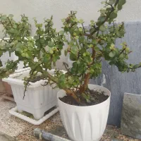 درخچه