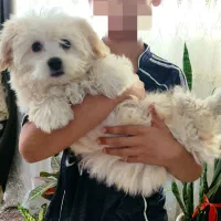 حیوان خانگی