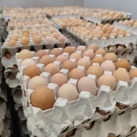 تخم مرغ بومی گلپایگان|خوردنی و آشامیدنی|تهران, ابوذر|دیوار