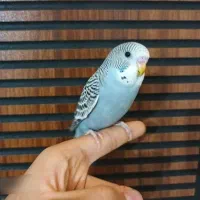 4مرغ عشق دستی و 2جفت،3جفت عروس هلندی،سهره ماده،قفس