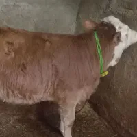 گوساله سیمینتال اصیل|حیوانات مزرعه|صحنه, |دیوار