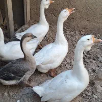 قوغاز و اردک مسکویی(اسرائیلی) رنگ خاص طوسی