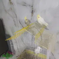 عروس هلندی