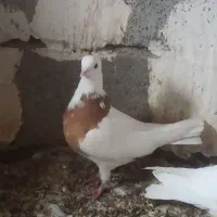 طوقی|پرنده|تیکمه داش, |دیوار