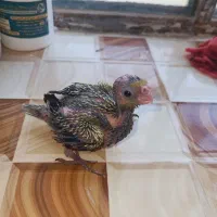 عروس هلندی سرلاکی