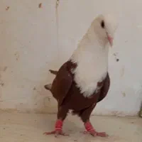 کبوتر کفتر رنگی
