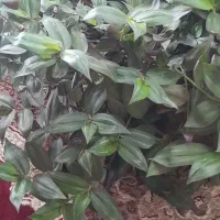 گل طبیعی|گل و گیاه طبیعی|کرمانشاه, |دیوار