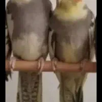 عروس ترکیبی