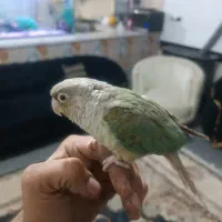 گرینچیک|پرنده|تربت جام, شهرک آزادگان|دیوار